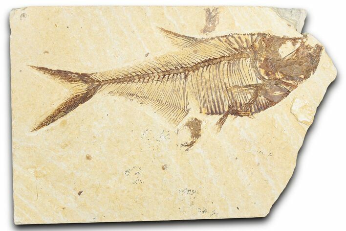Detailed Fossil Fish (Diplomystus) - Wyoming #357622